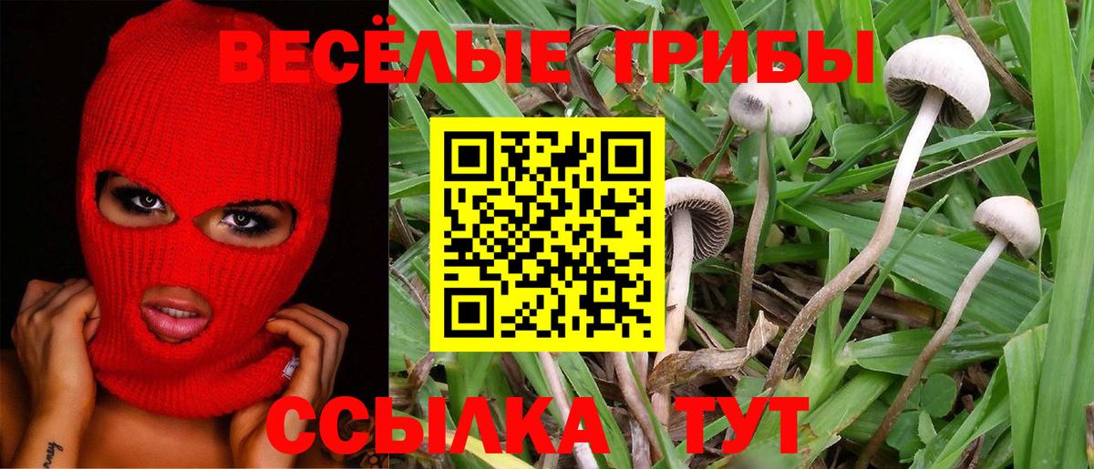 Галлюциногенные грибы Cubensis Горно-Алтайск